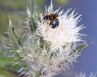 Blue Bee