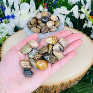 Petrified Wood Tumble | Polished Tumble | Small .75-1 Inch | Pocket Stone | Worry Stone