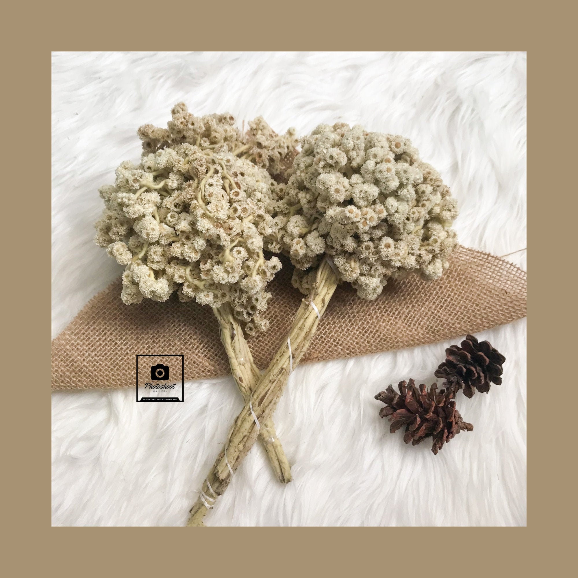 Dried Edelweiss Bouquet Dried Flowers Arrangement Small Etsy