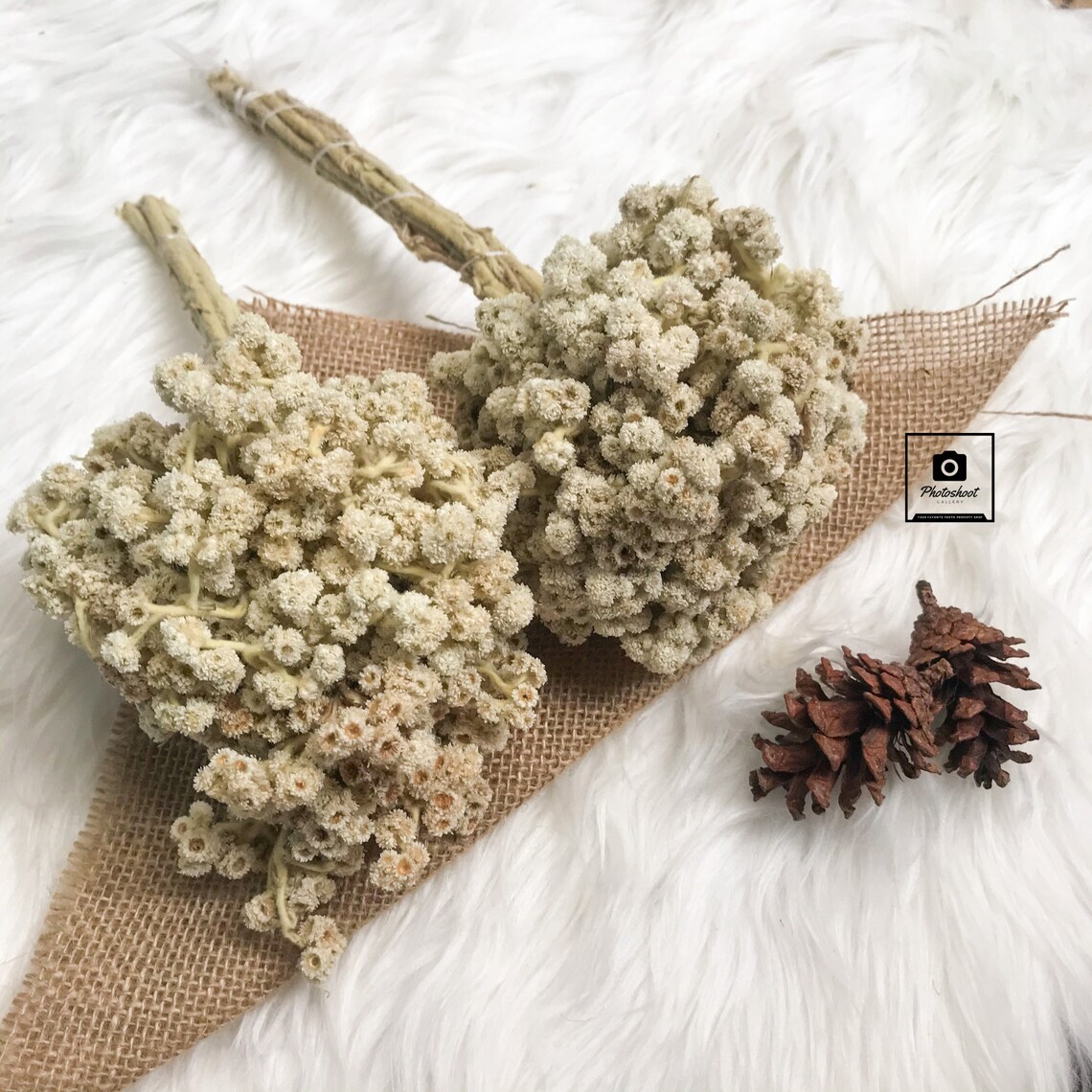 Dried Edelweiss Bouquet Dried Flowers Arrangement Small Etsy