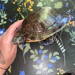May include: A live turtle with a dark brown, patterned shell and orange markings on its head and neck. The turtle has a smooth, oval-shaped carapace with visible scutes and dark, webbed feet. Its eyes are orange and black.