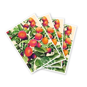 Cartoline Citrus Reticulata (mandarini) (set di 4)