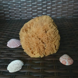 Buy Caribbean natural sea sponge for babies online