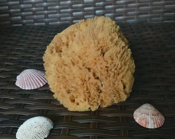 natural bathing sea sponge