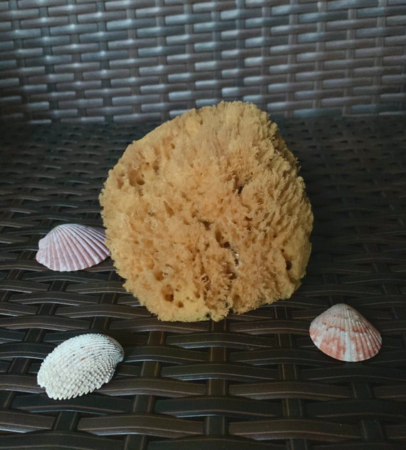 Large Natural Sea Sponge -  Israel