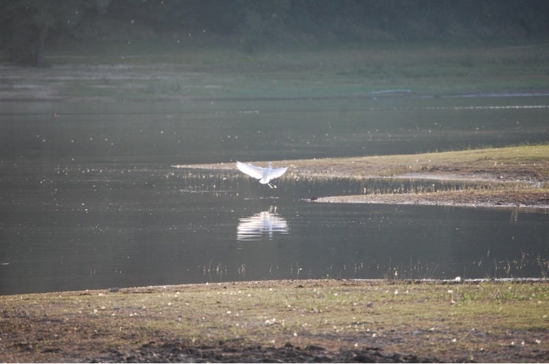 Un Aigrette Atterrissant sur Les Berges d'un Lac