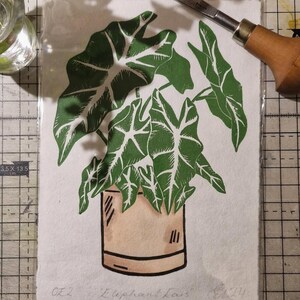 Pode incluir: Uma planta de orelha de elefante verde e branca em um vaso marrom. A impressão é intitulada "Elephant Ears" e assinada "C.H. '11".