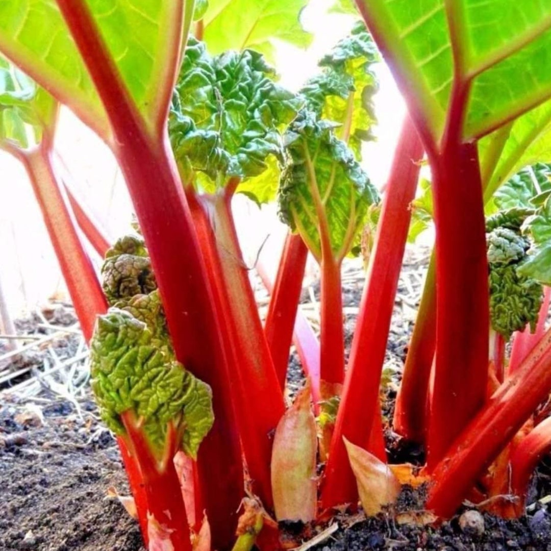 Rhubarb Crowns Rheum 'victoria' Etsy UK