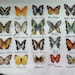 Butterfly Sampler Insect Pattern PDF Cross Stitch Embroidery Lkacross ...
