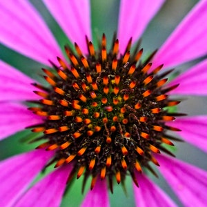 Purple Cone Flower, Fine Art Print, Photo Download, Gift, Flower Photography, Background, Wall Art, Home Decor Photo Print