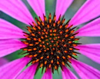 Purple Cone Flower - Professional Photo Digital Download (High Resolution)
