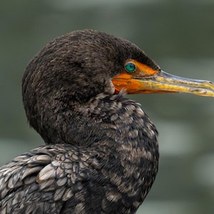 Può includere: Primo piano di un cormorano con piume marrone scuro e un lungo becco uncinato. L'uccello ha occhi verdi sorprendenti e una macchia arancione vicino al becco. Lo sfondo è un verde sfocato e attenuato.