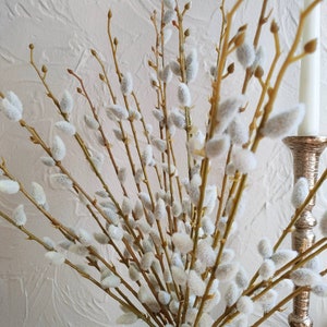 Curly Willow Branches for Arrangements - Long Stem Natural