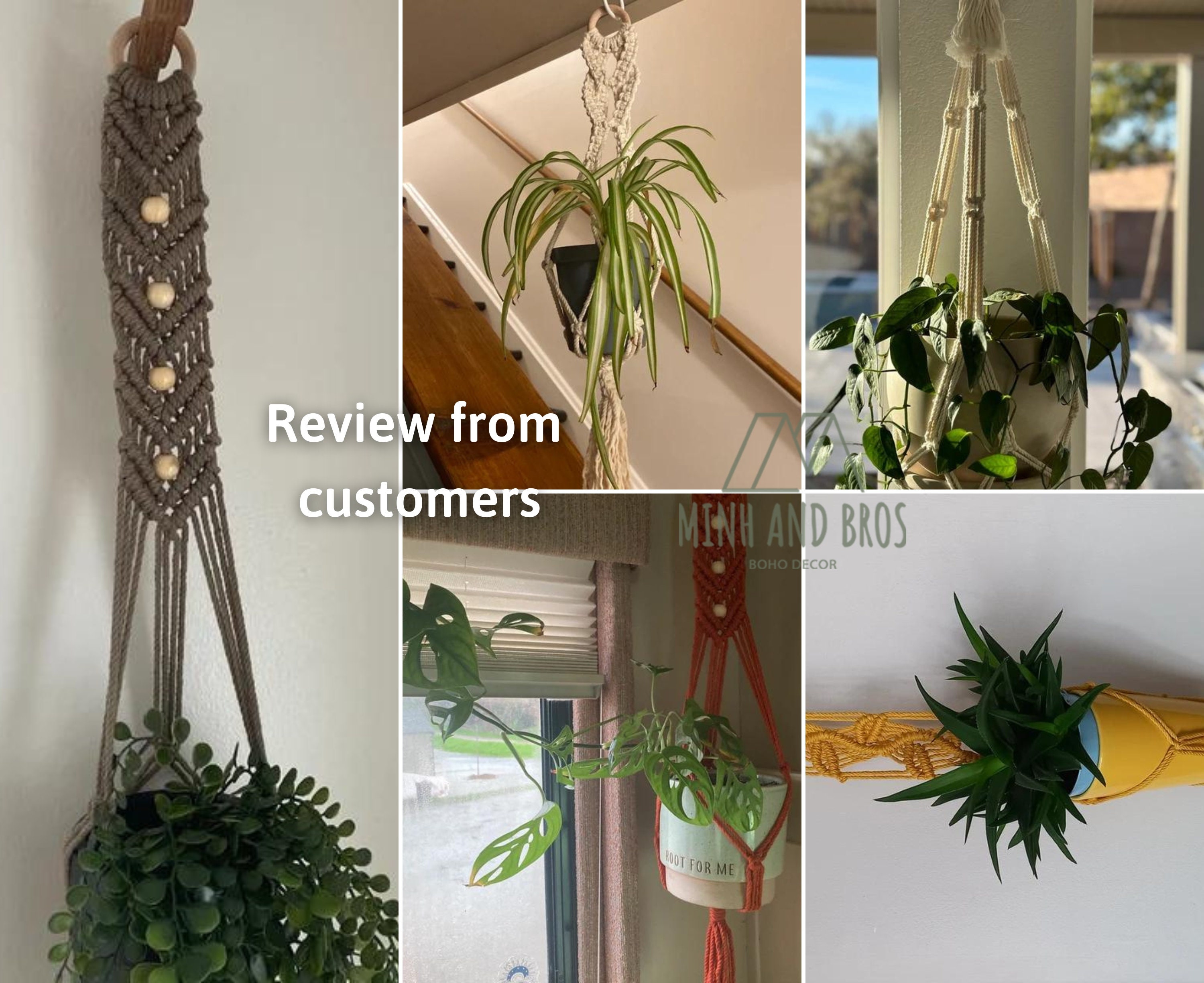 house plant umbrella tree Australian Umbrella Tree