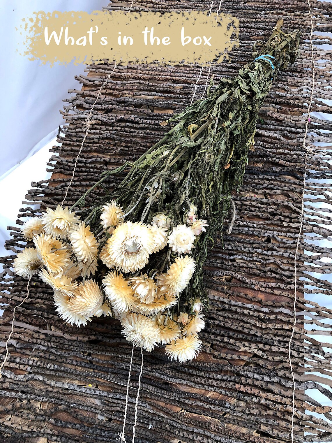 Dried Natural White Straw Flower by the bunch Etsy