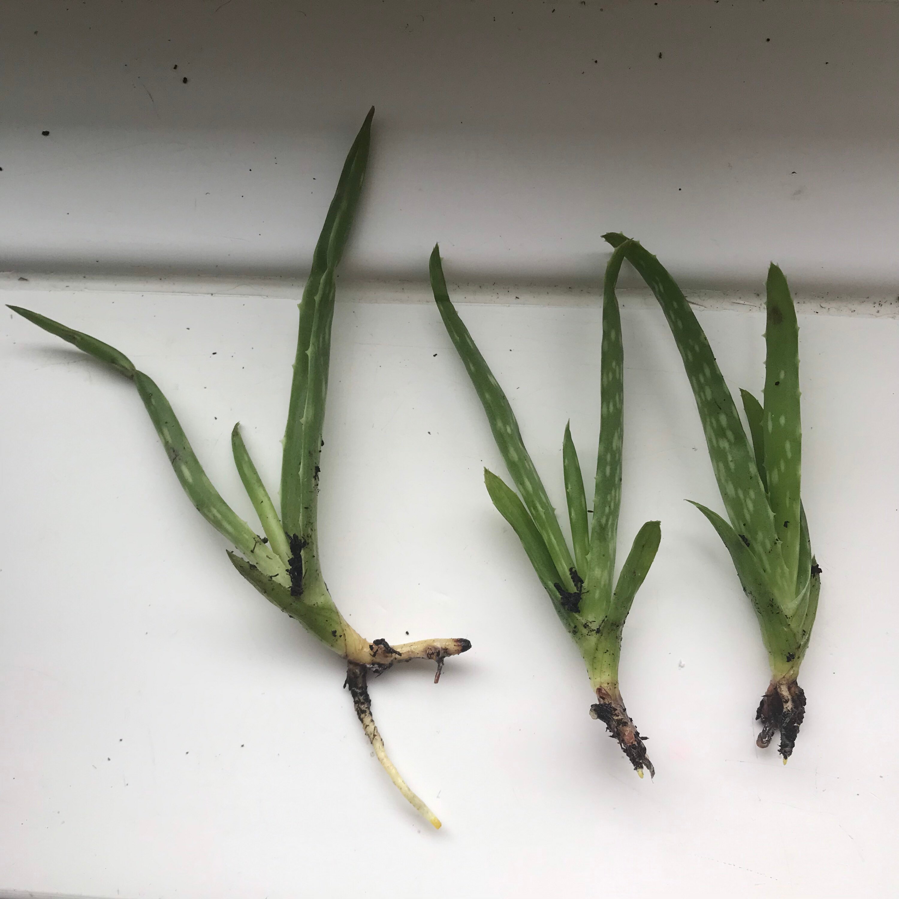 Aloe Vera plants babies/pups homegrown and organic Etsy