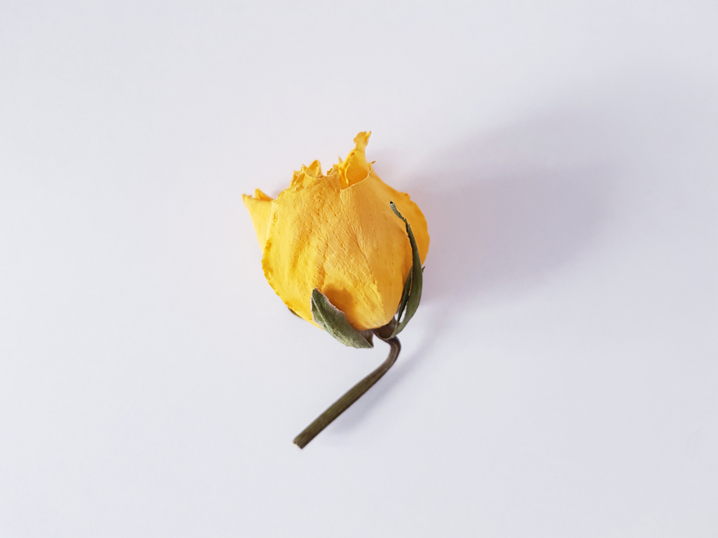 5pcs yellow dried roses Etsy