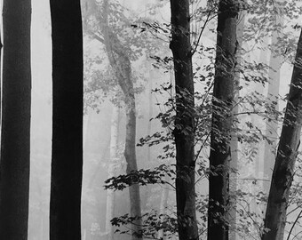 In to the Woods for Samsung Frame TV