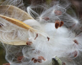 Milkweed Pod for Samsung Frame TV