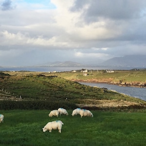 Irish Sheep for Samsung Frame TV
