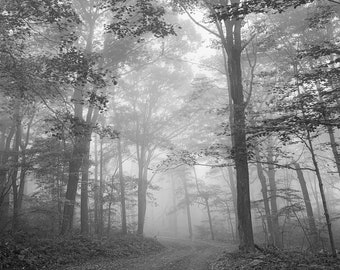 Walk in the Woods