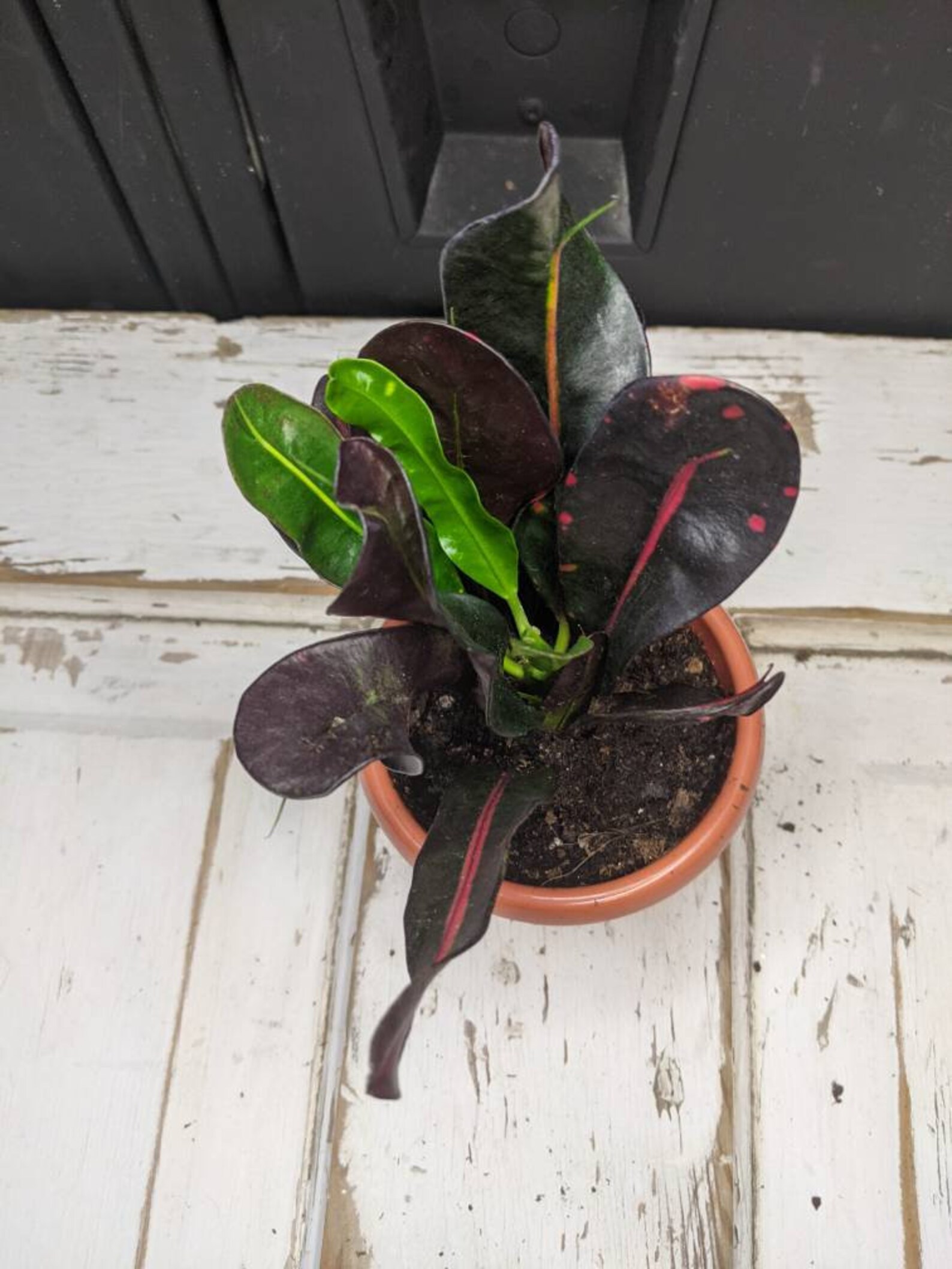 LIVE Croton Plant Mammy Variegated Croton Codiaeum Etsy