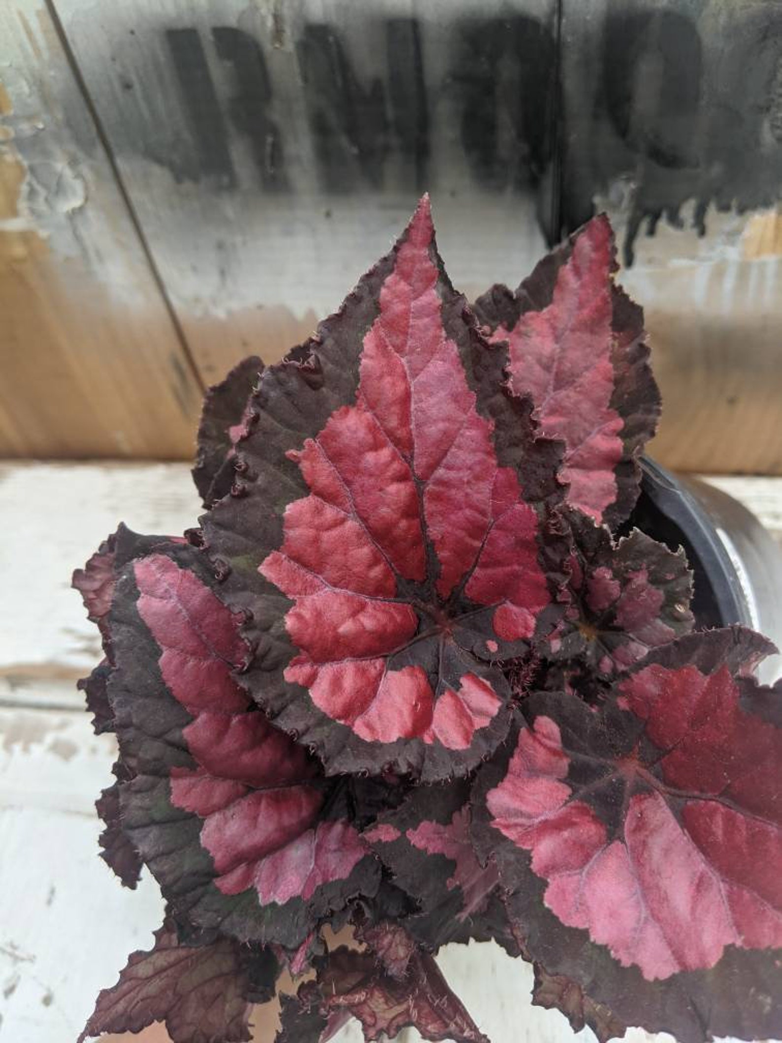 Rex Begonia Shadow King Rex Begonia Begonia rexcultorum Etsy