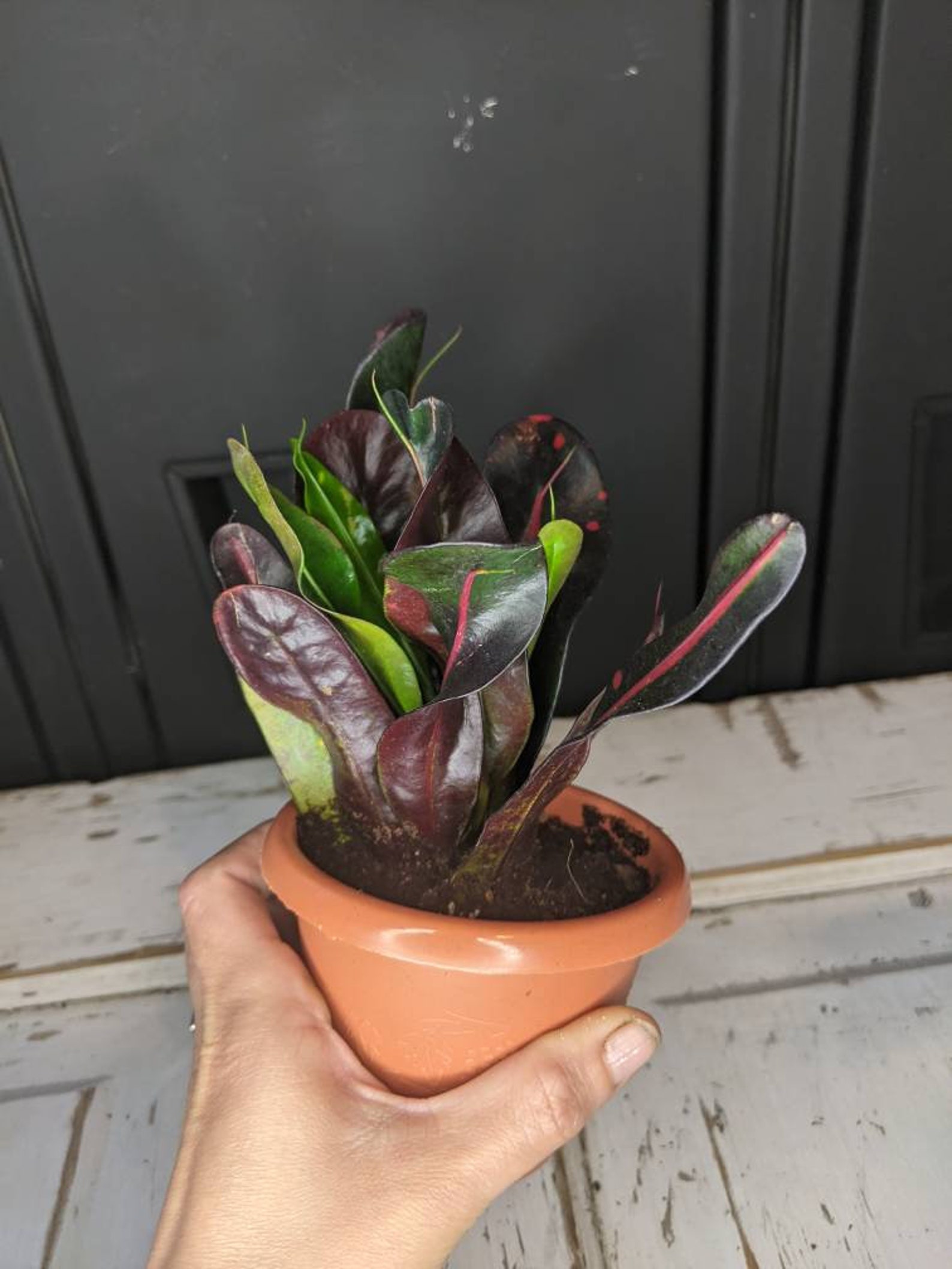 LIVE Croton Plant Mammy Variegated Croton Codiaeum Etsy