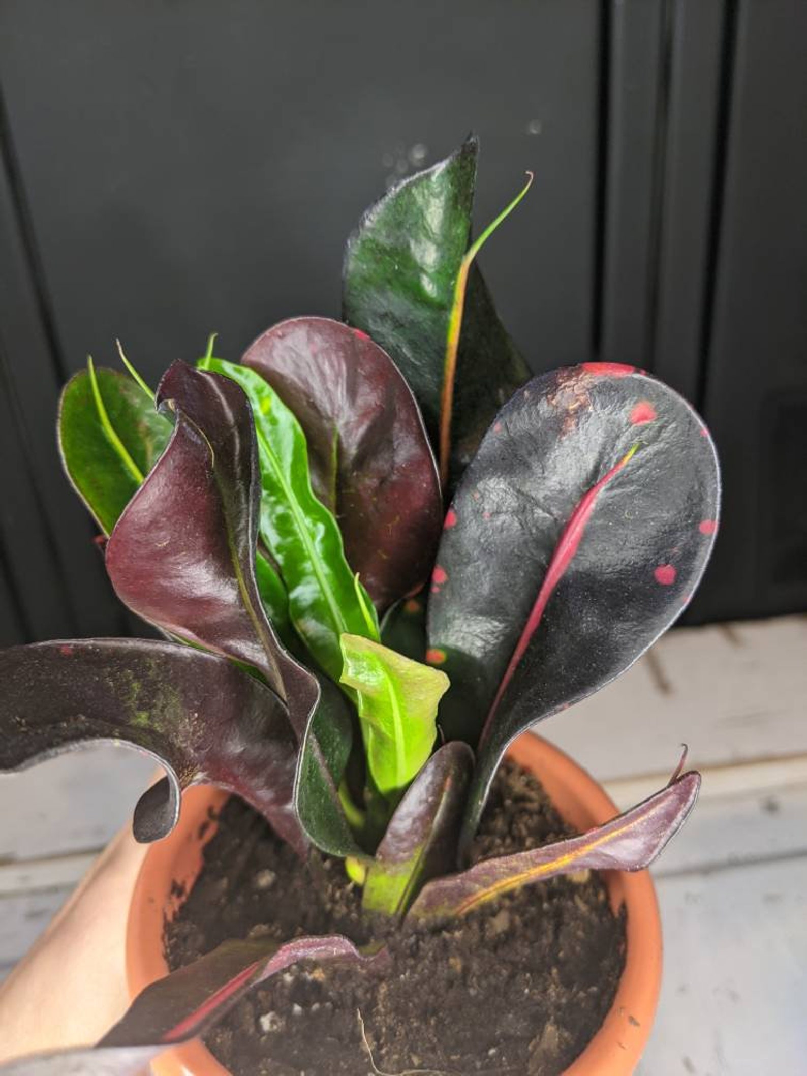 LIVE Croton Plant Mammy Variegated Croton Codiaeum Etsy