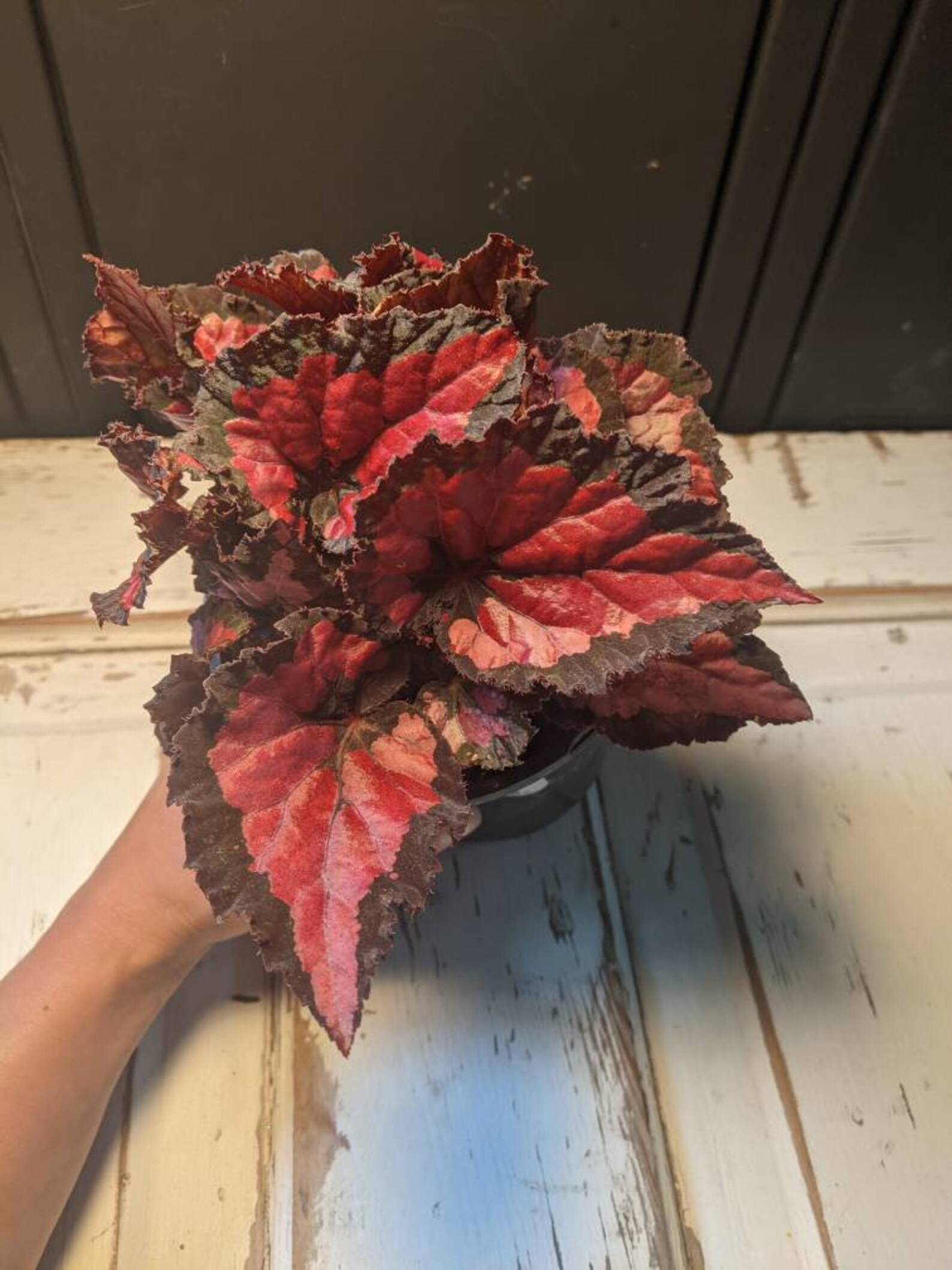 Rex Begonia Shadow King Rex Begonia Begonia rexcultorum Etsy