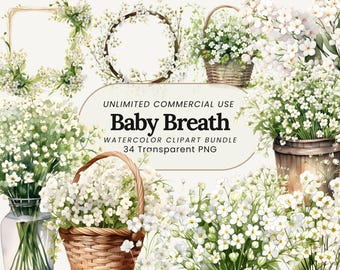 Aquarell Schleierkraut Clipart: Floral PNG Bundle (digitaler Download)