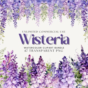 Aquarell Glyzinien Clipart Bundle | Lila Blumen, Glyzinien Rahmen, Glyzinien Clipart, Blumenkranz, Blumenrahmen, lila Hochzeit