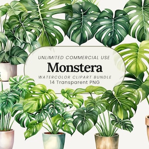 Imágenes prediseñadas de planta de queso suizo / Imágenes prediseñadas de hoja tropical PNG / Imágenes prediseñadas de Monstera / Imágenes prediseñadas de planta en maceta / Imágenes prediseñadas de planta en crecimiento / Imágenes prediseñadas de planta linda