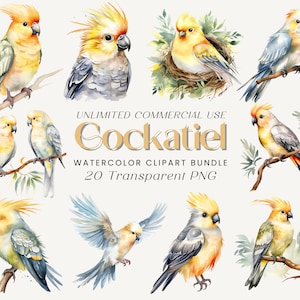 Cockatiel Clipart / Paquete de imágenes prediseñadas de acuarela, Aves tropicales, Imágenes prediseñadas de loros, Gráficos de aves exóticas, PNG de aves, Gráficos de animales, Gráficos de mascotas