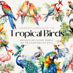 Aquarell Tropische Vögel Clipart Bundle | Flamingo, Papagei, Falke, Kolibri, Pelikan, Wellensittich, Pfau, Papageientaucher | Vogel Illustration