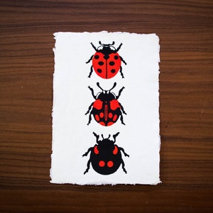 Coccinelle rosse