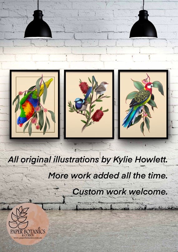 動物愛好家のためのオーストラリアの鳥、クリムゾンローゼラ。直筆