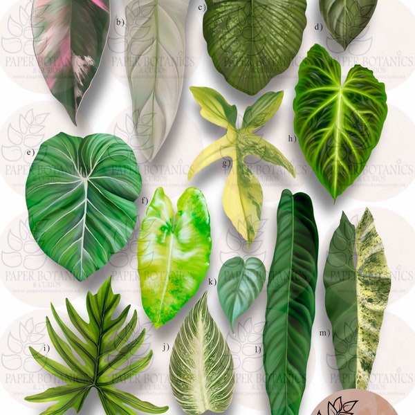 Philodendron species print featuring illustrations of both rare and common varieties. Hand signed limited edition prints.