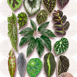 Begonia species print featuring illustrations of both rare and common varieties. Hand signed limited edition prints.