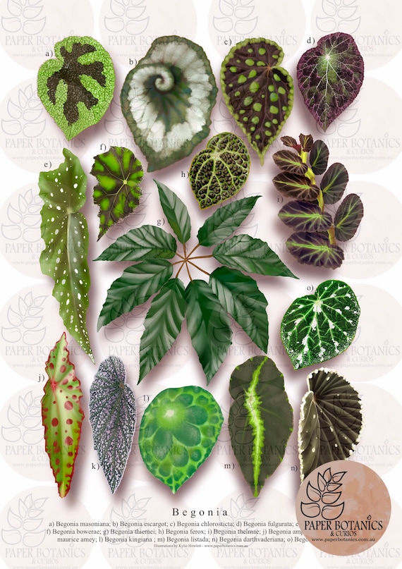Begonia Species Print Featuring Illustrations of Both Rare and