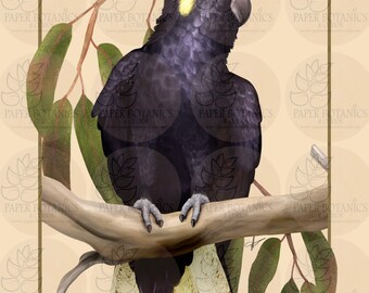 Yellow-Tailed Black Cockatoo, Australian birds for animal lovers. Hand signed limited edition prints