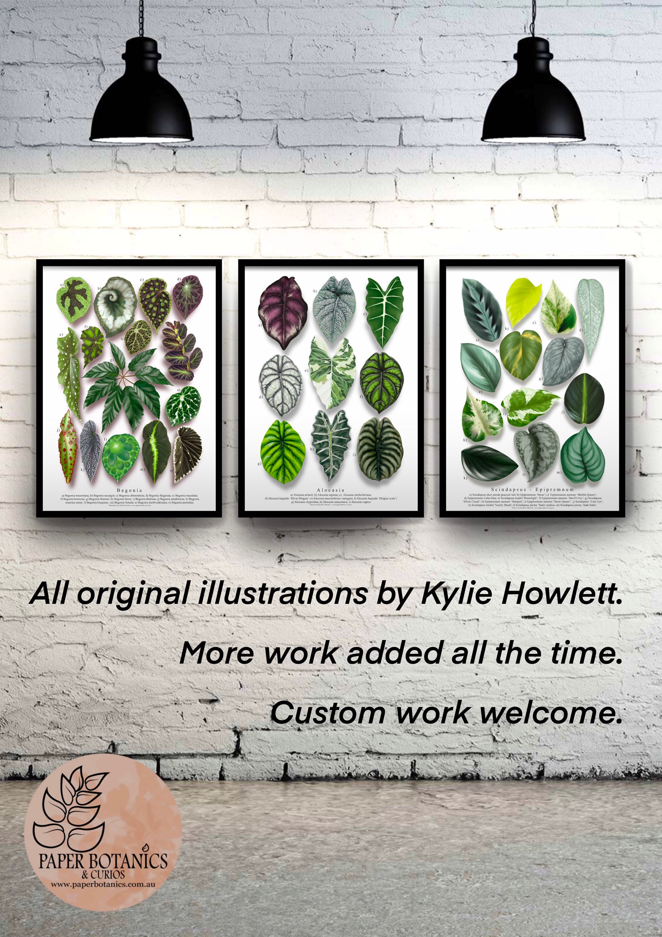 Begonia Species Print Featuring Illustrations of Both Rare and