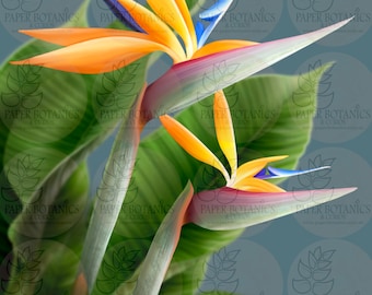 Bird of Paradise flower painting, gorgeous colour and details. Hand signed limited edition prints.