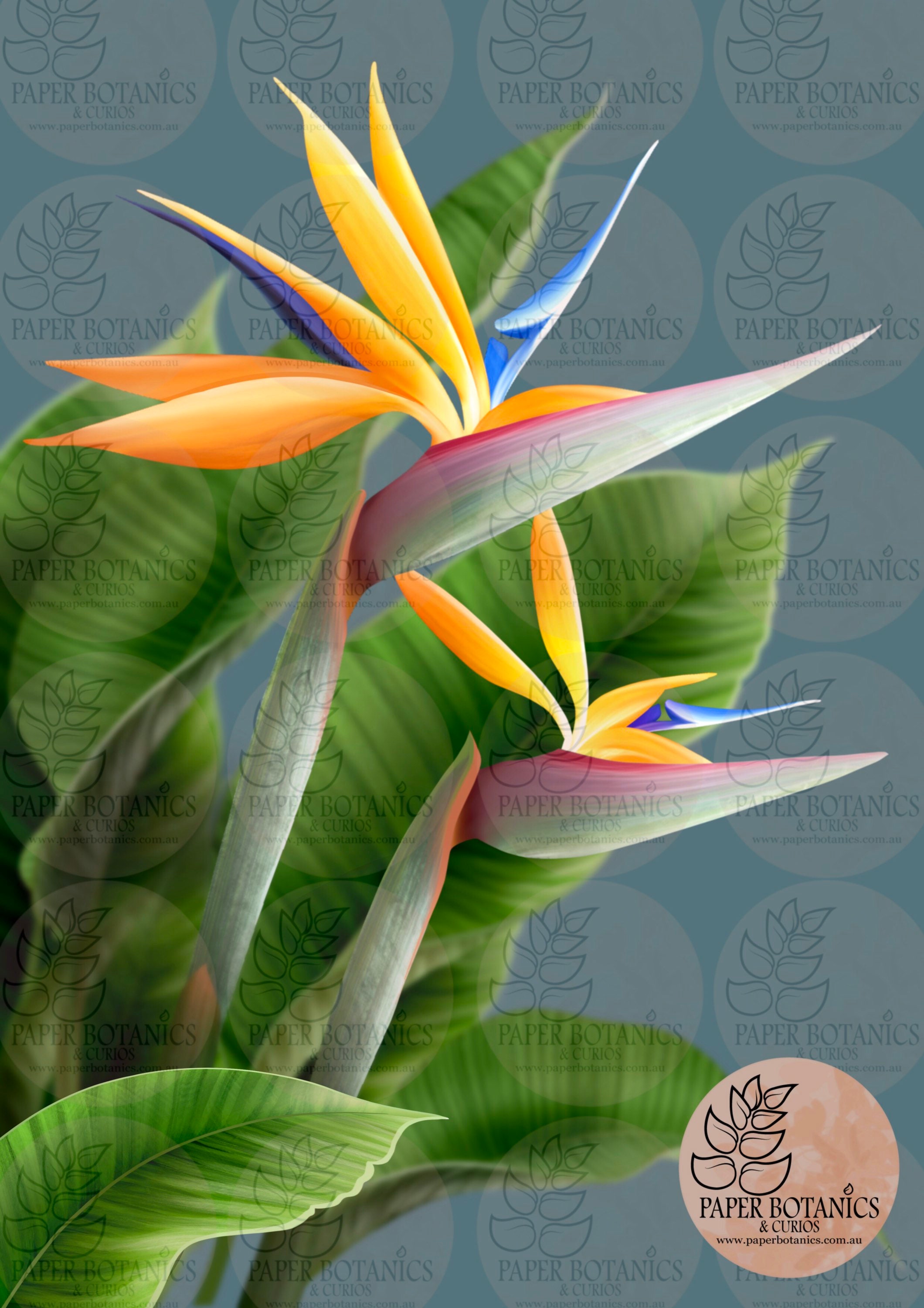 MTG《極楽鳥2013/Birds of Paradise2013》Mark Poole サイン入りアート