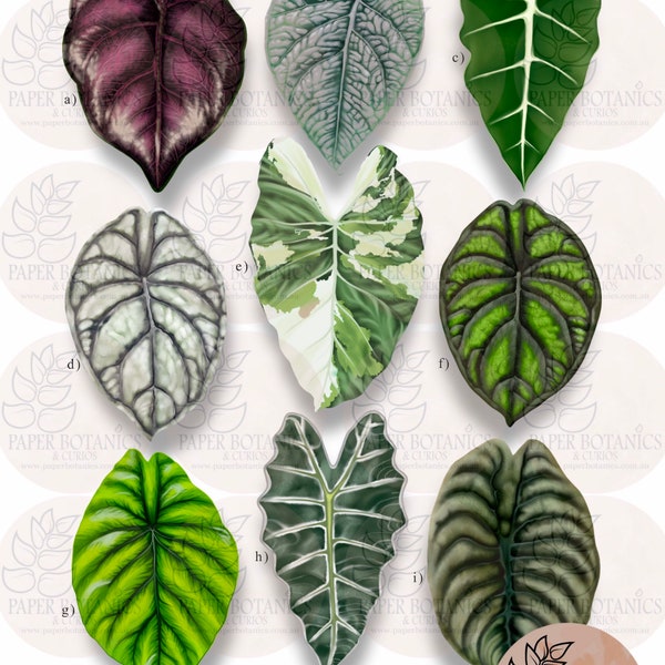 Alocasia species print featuring illustrations of both rare and common varieties. Hand signed limited edition prints.