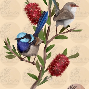 動物愛好家のためのオーストラリアの鳥、クリムゾンローゼラ。直筆