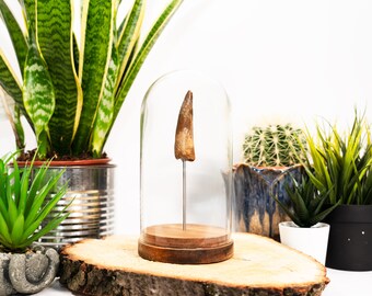 Real Dinosaur fossil, Home Decor For Shelf, Gift, Large Spinosaurus Tooth, Glass Bell Jar, Glass Dome, birthday present, science gift