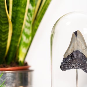 Real Megalodon Shark Tooth Fossil Bell Jar  - Shark Fossil - Shops for gifts - Natural - Birthday Gift - Rare item - Room Decor