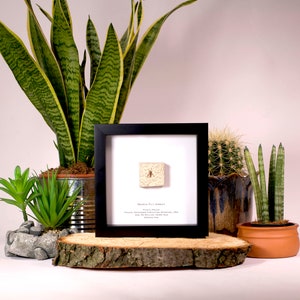 Fly Insect Fossil - Jurassic Park - Rare Unique fossil - boy birthday gift - Teacher gift - Bedroom - Birthday Gift - Home Decor - rare item