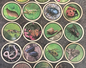 Minibeasts learning disks